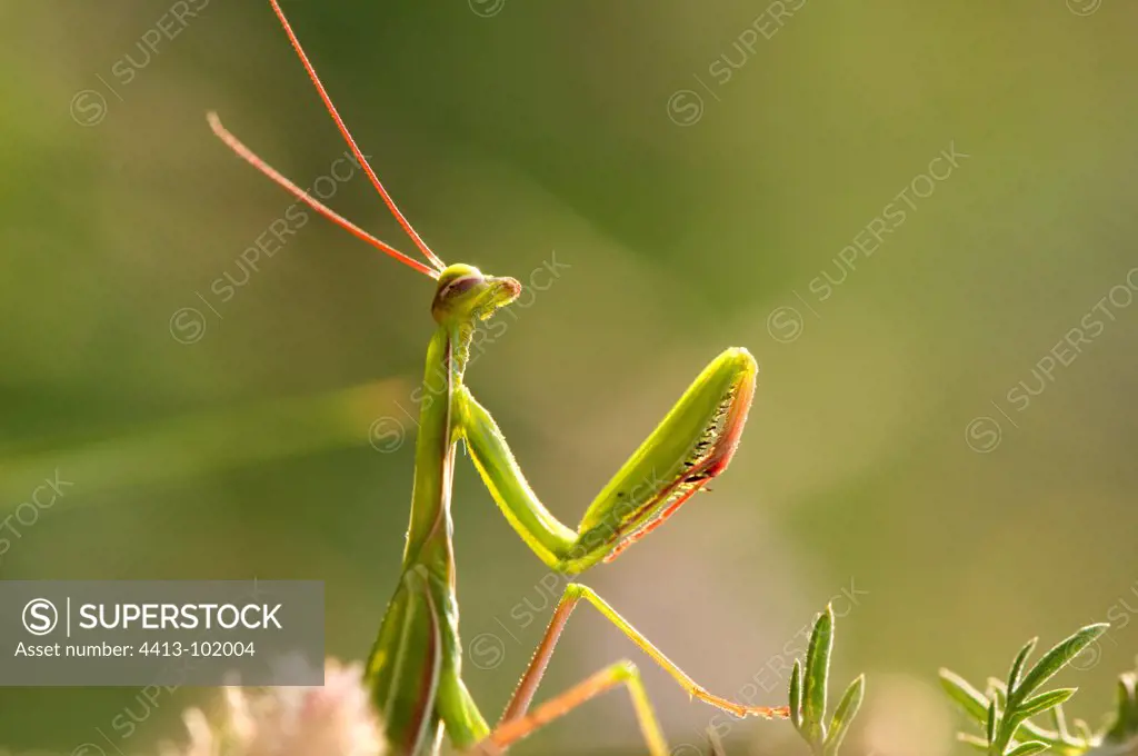Praying Mantis in a dry meadow Bollenberg Alsace France