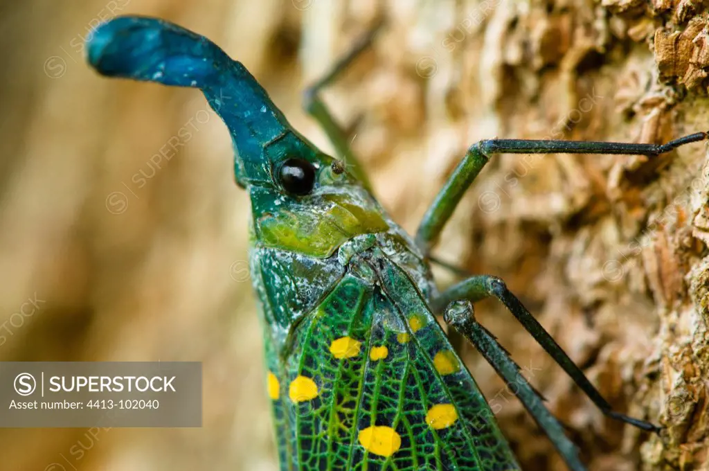 Lantern bug in primary forest Sabah Borneo