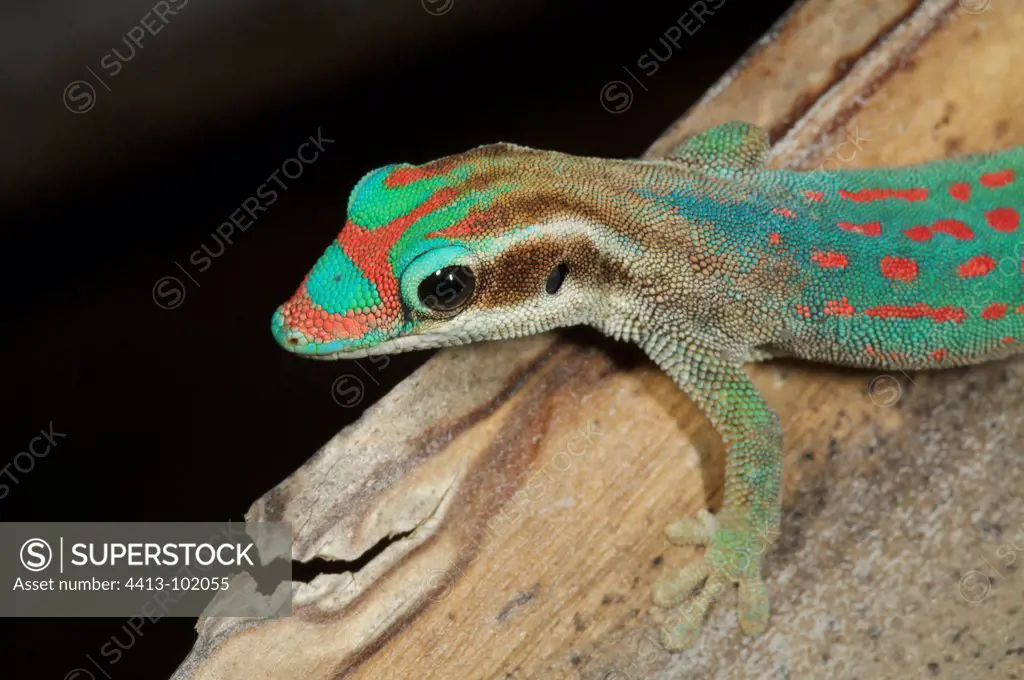 Portrait of an Ornate day gecko