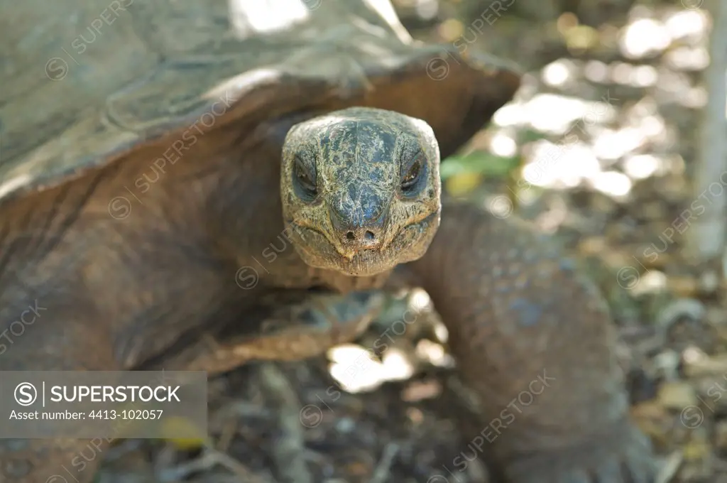 Aldabra Giant Tortoise introduced in Ile aux Aigrettes