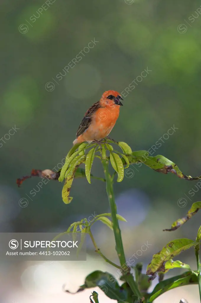 Male Madagascar Red Fody nest building Mauritius