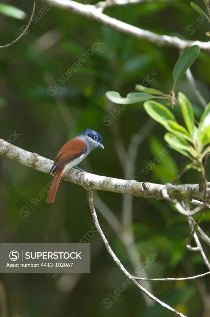 Mascarene Paradise-flycatcher at Cambo Mauritius