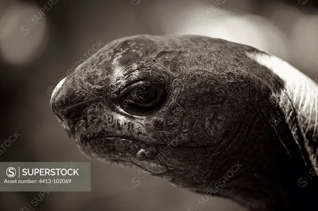 Portrait of an Aldabra Giant Tortoise at Mauritus