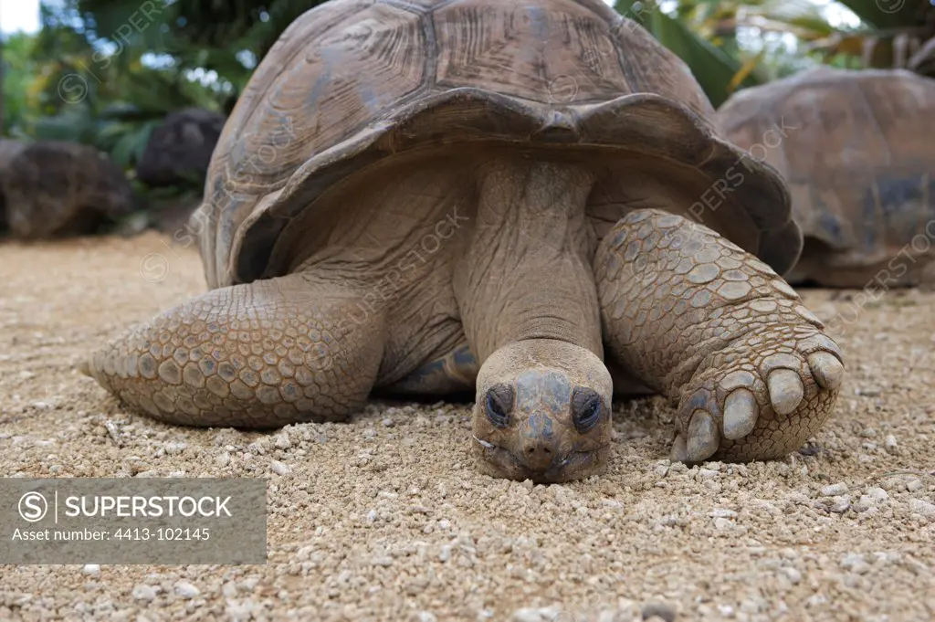 Aldabra tortoise in the Vanille collection Mauritius