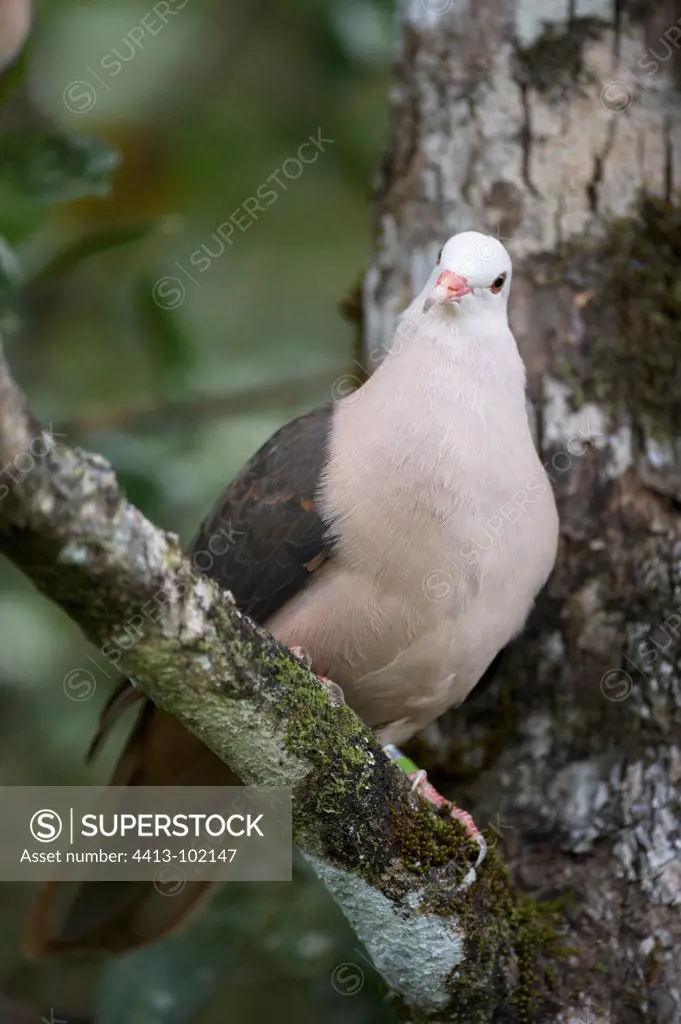 Pink Pigeon on a branch in Mauritius