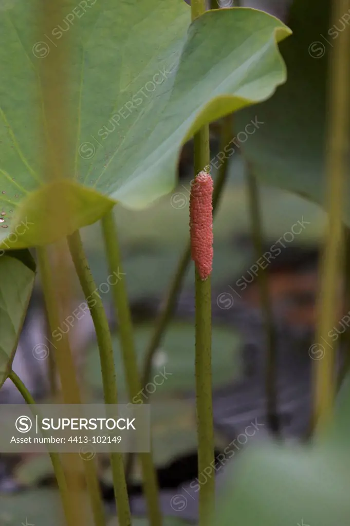 Snail eggs on lotus stem Pamplemousse park Mauritius