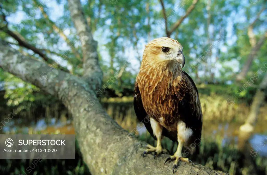 Brahminy kite posed on a branch in mangrove Indonesia