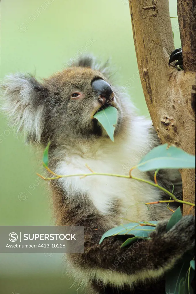 Koala eating an Eucalyptus leaf Australia