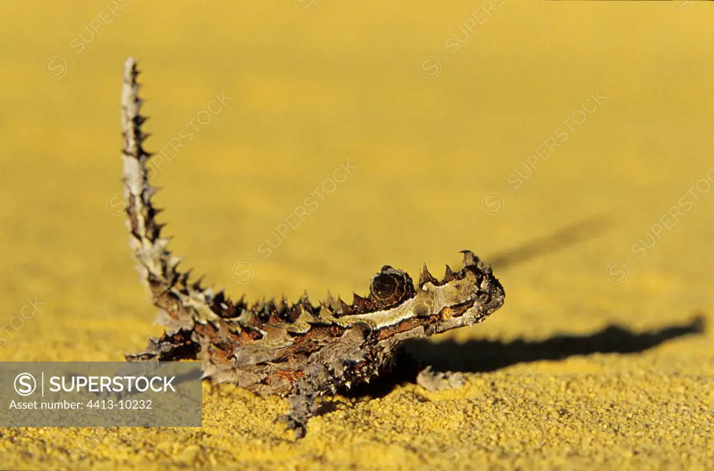 Thorny devil on sand Kalbarri National Park Australia