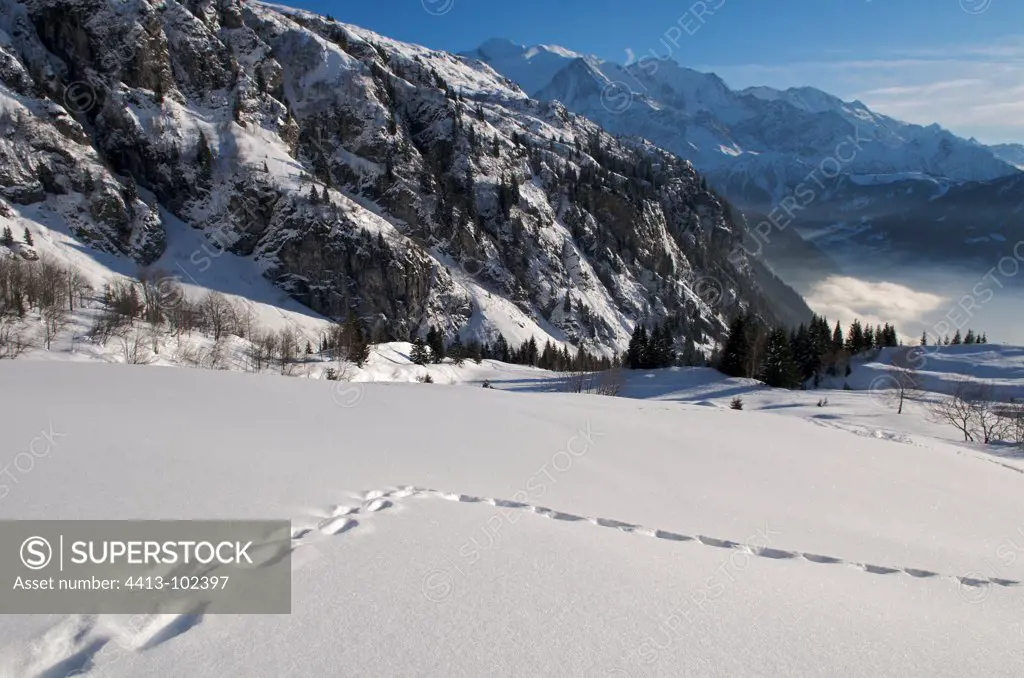 Alpine Ibex footprints in the snow Chain Fiz France