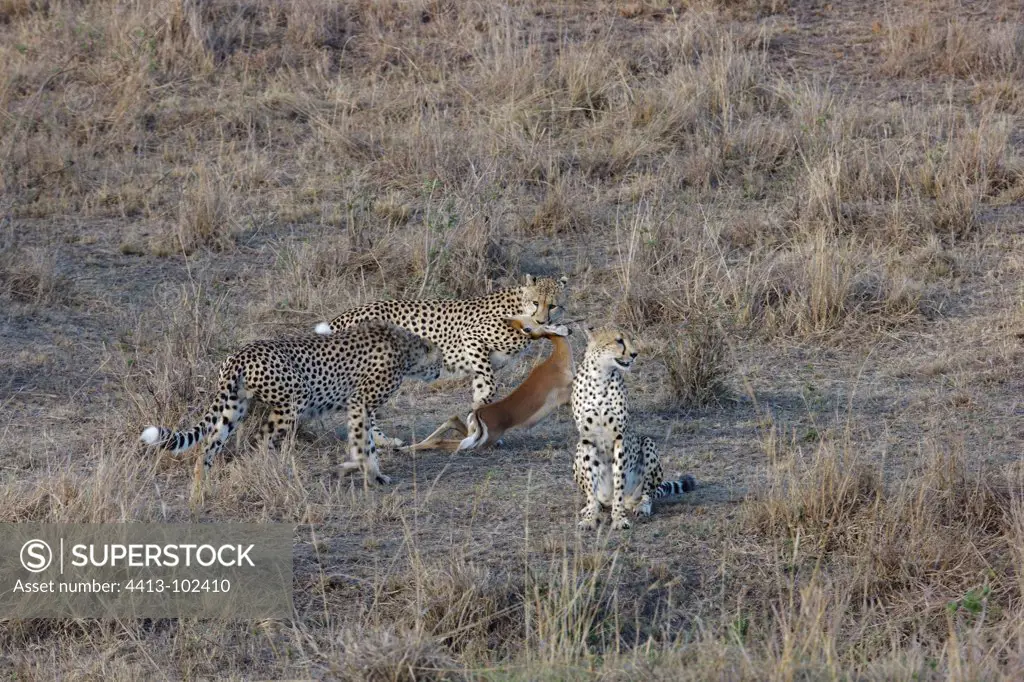 Three young brothers Cheetahs eating with a young Impala