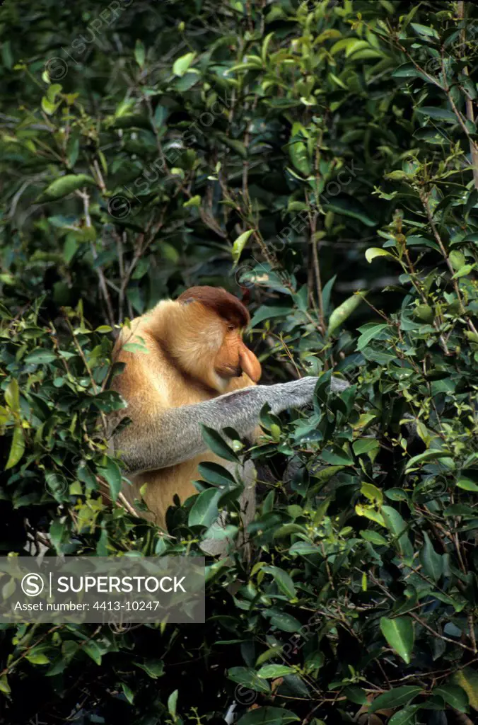 Proboscis monkey eating in a tree