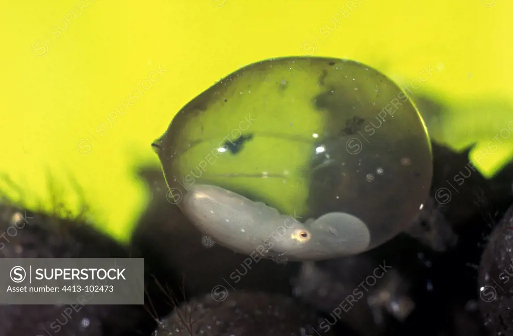 Broadclub Cuttlefish egg with foetus