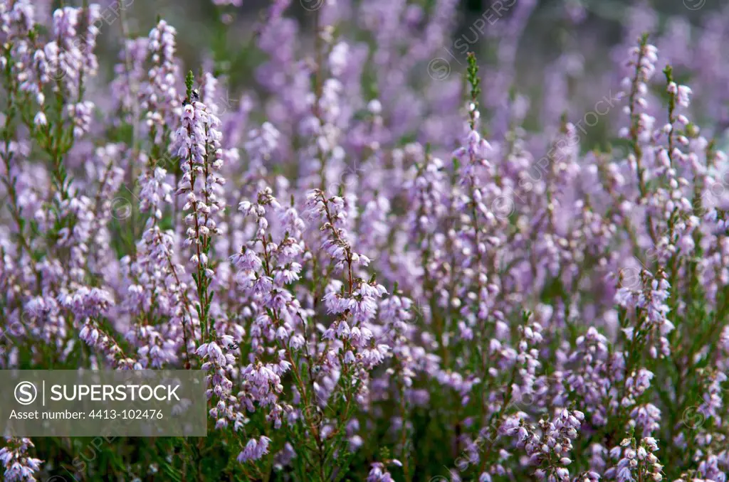 Heather blooming in the massif of Fontainebleau