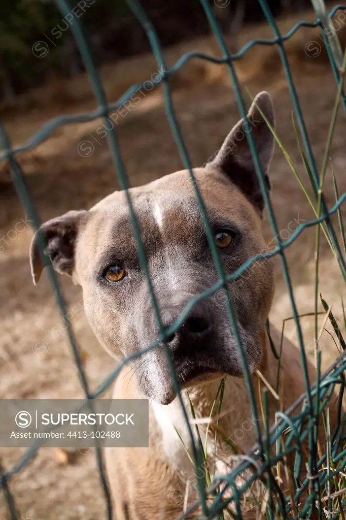 American Staffordshire terrier abandoned in shelters SPA