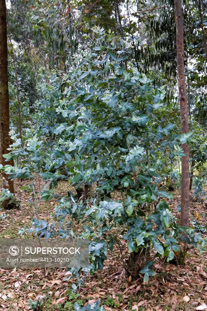 Push back of an Eucalyptus Rwanda