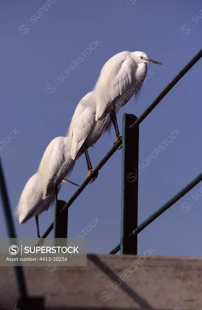 Little egrets settled on a bridge fence Mauguio Hérault