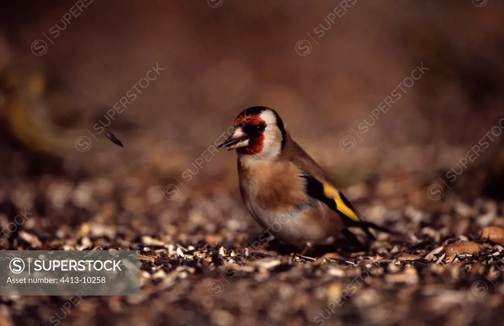 Goldfinch under a bird feeding dish France