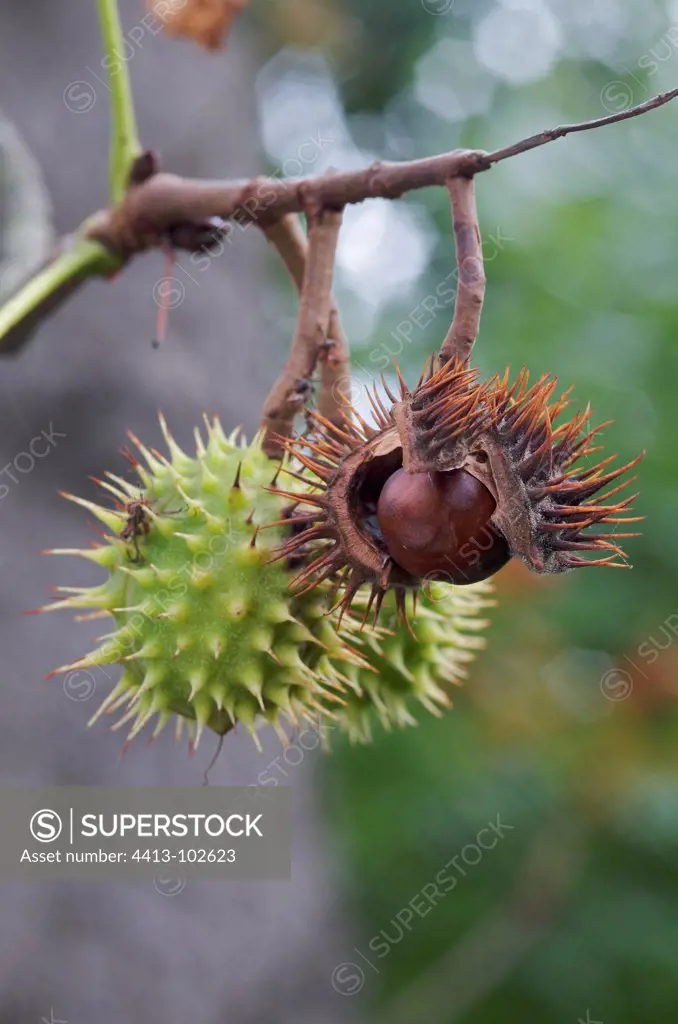 Chestnuts in their bug in the fall France
