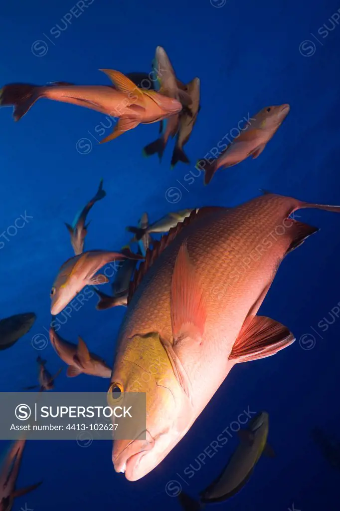 Two-spot red snappers swimming Tuamotu French Polynesia