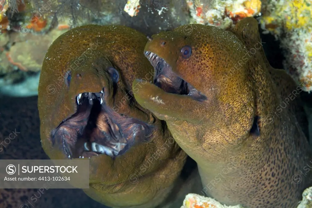 Moray eels in their hole Tuamotu French Polynesia