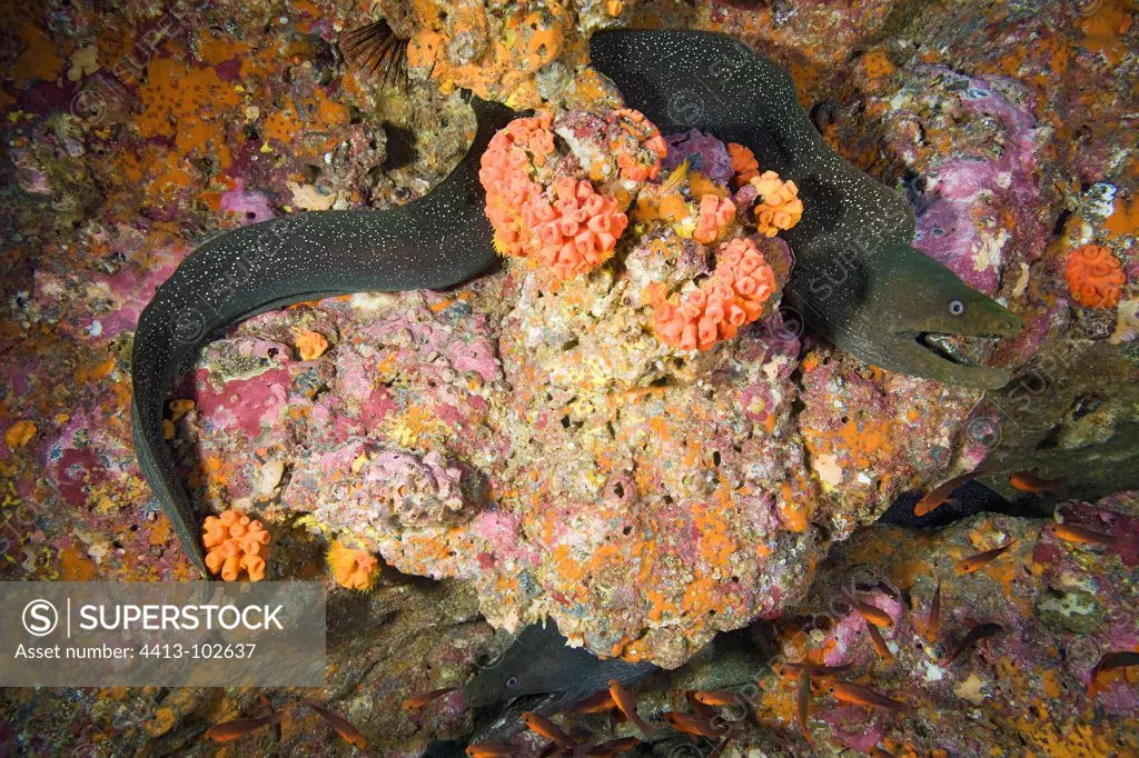 Speckled morays on reef Sanctuary Malpelo Colombia