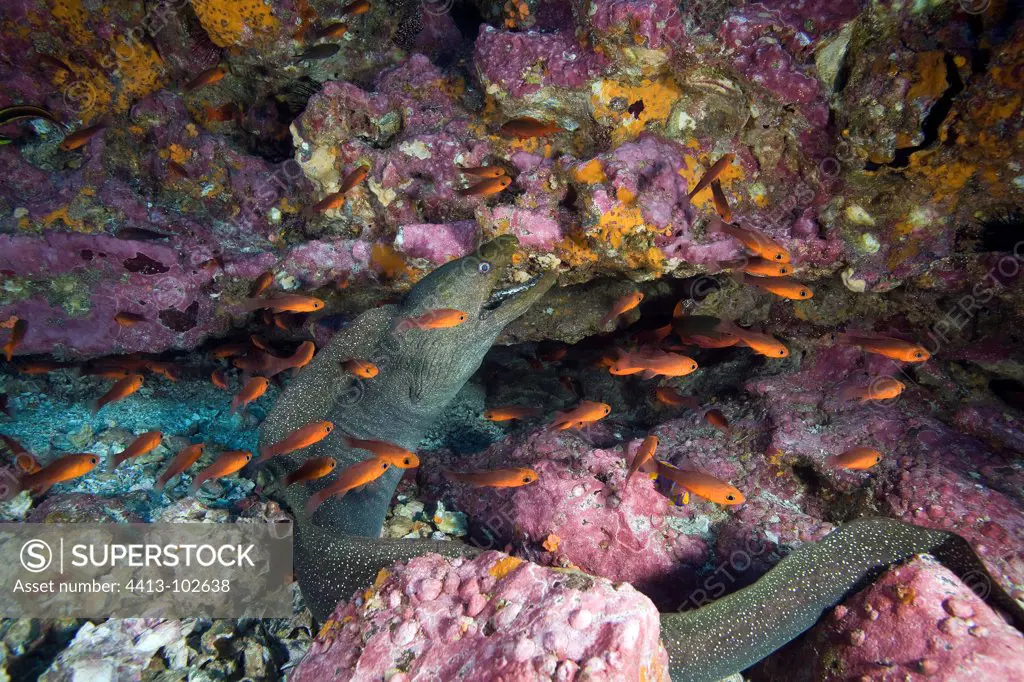 Speckled moray on reef Sanctuary Malpelo Colombia