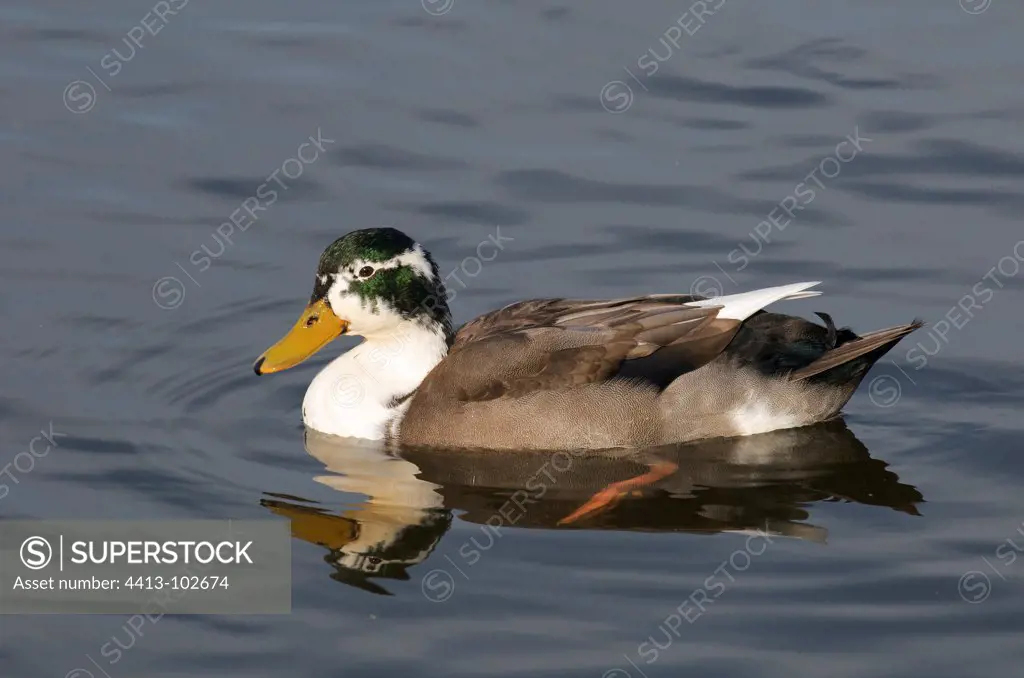 Mallard duck on a pond in late summer France