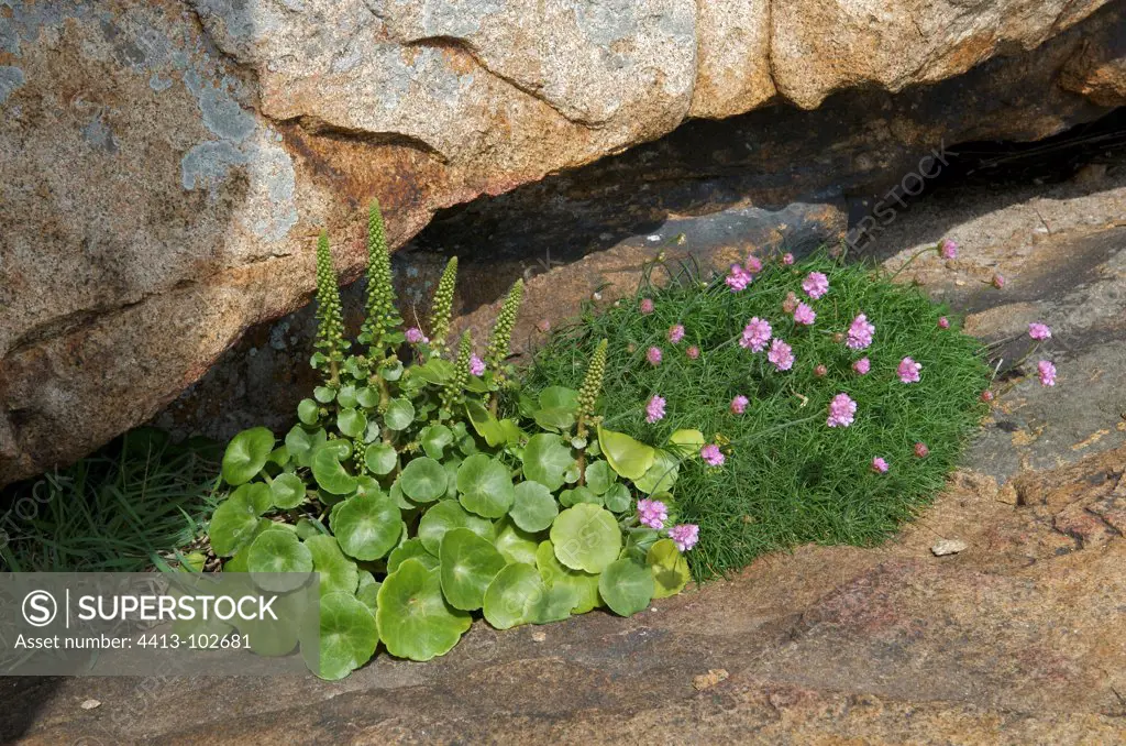 Pennywort and thrift Seapink on the Pink Granite Coast