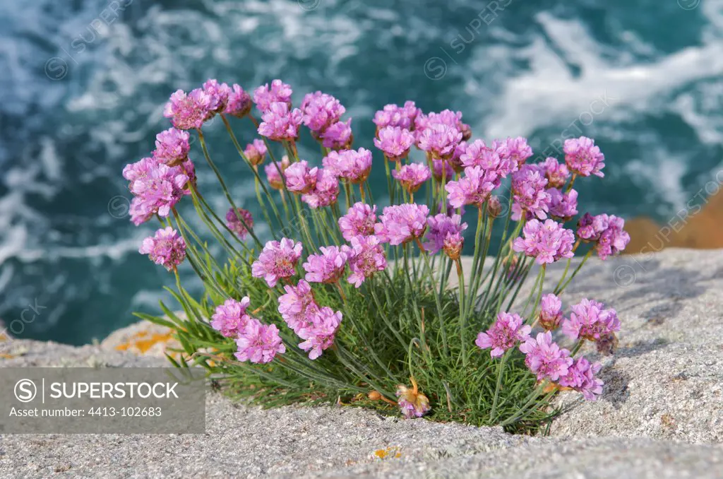 Thrift Seapink on the rocks of the Pink Granite Coast