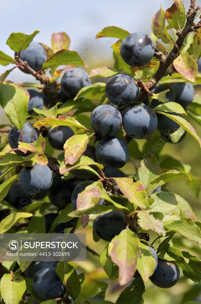 Blackthorn Fruit in fall France