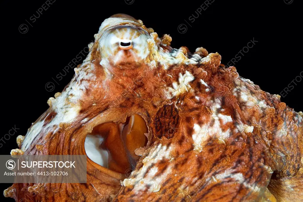 Portrait of Big Blue Octopus Tuamotu French Polynesia