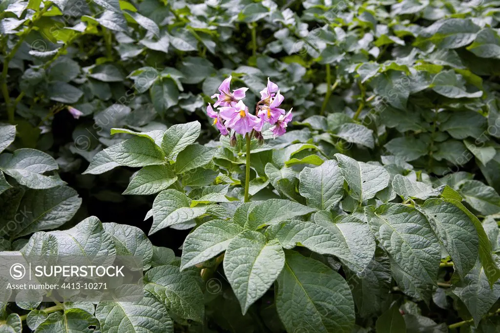 Violet flower of Potato in a field Rwanda