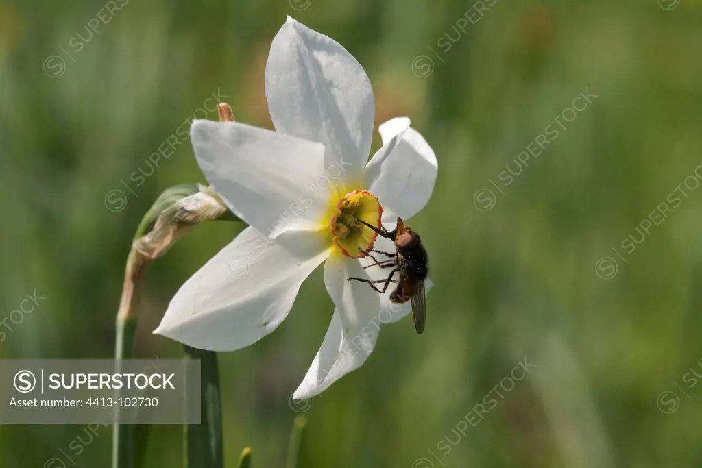 Insect pollinating a flower of Narcissus wild Aubrac