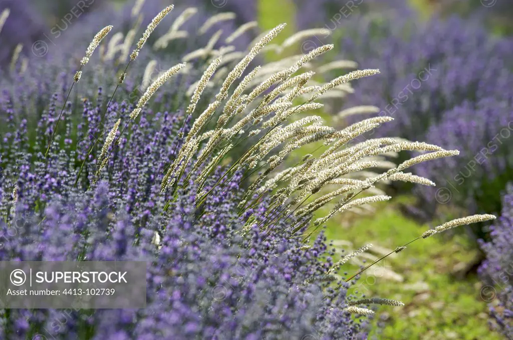 Grasses in a field of lavender in Provence France
