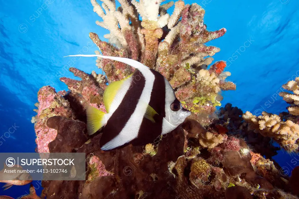 Pennant coralfishes on reef Tuamotu French Polynesia