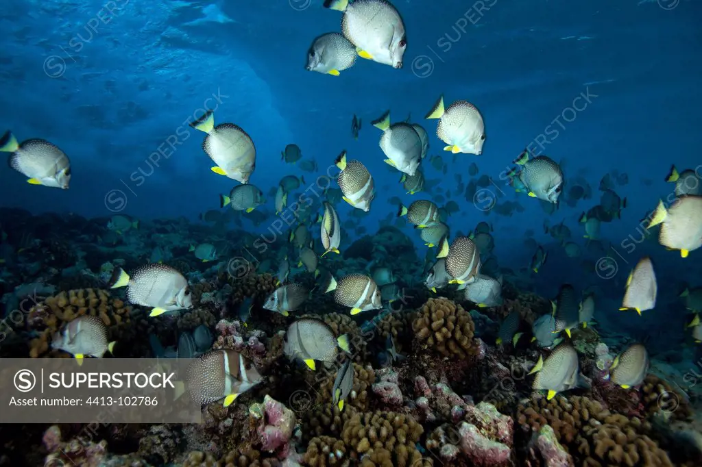 Spawning Whitespotted surgeonfishes on the reef Polynesia
