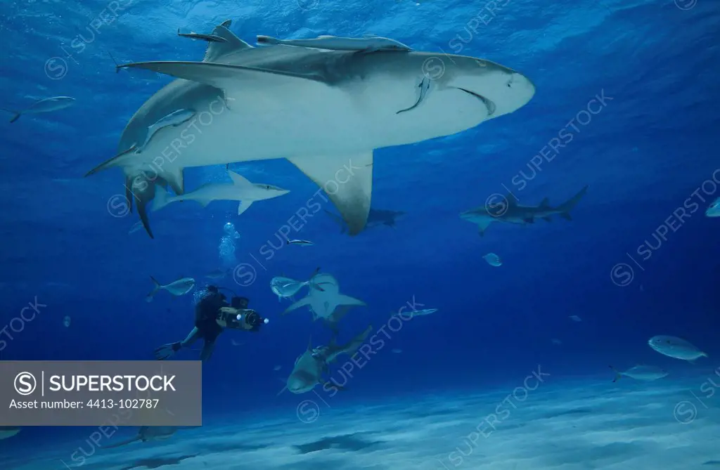 Lemon shark and underwater cameraman Bahamas