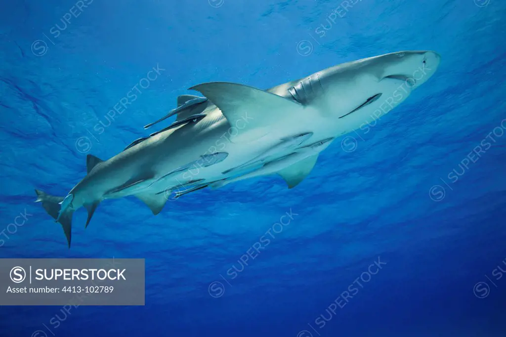 Lemon shark swimming below the surface Bahamas