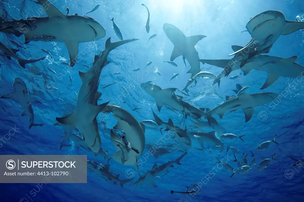 Gathering of Lemon sharks under surface Bahamas