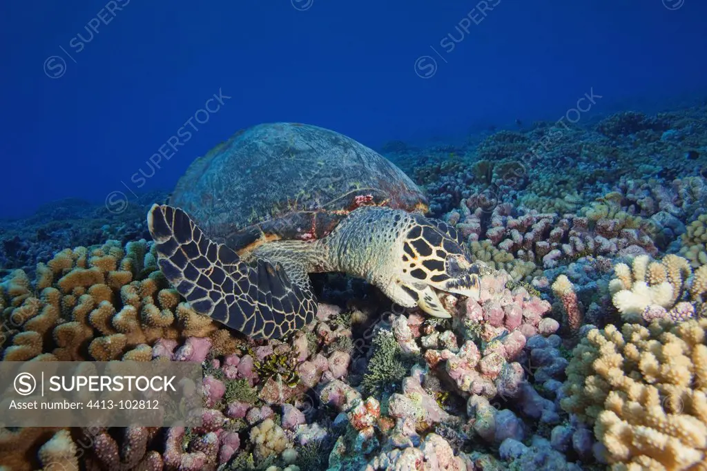 Hawksbill turtle feeding on the reef Tuamotu Polynesia