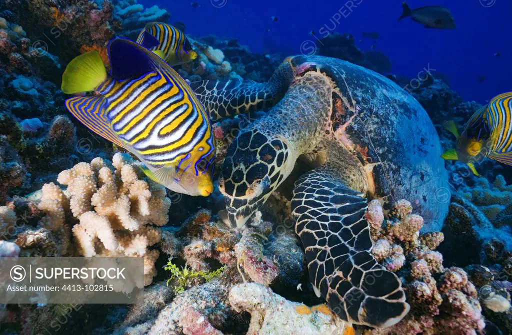 Hawksbill turtle and angelfish feeding on the reef Polynesia