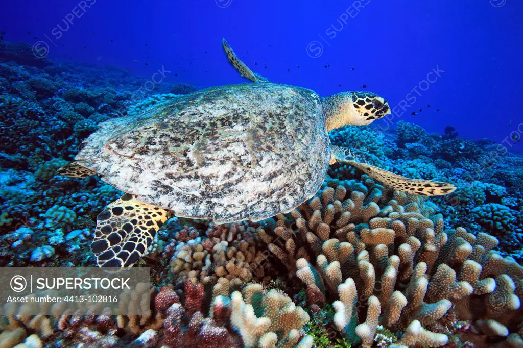 Hawksbill turtle swimming above the reef Tuamotu Polynesia