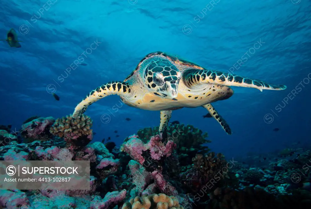 Hawksbill turtle swimming above the reef Tuamotu Polynesia