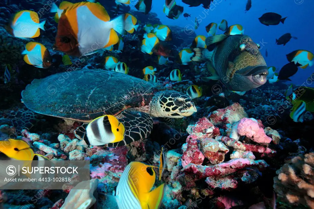 Hawksbill turtle and Fishes above the reef Tuamotu Polynesia