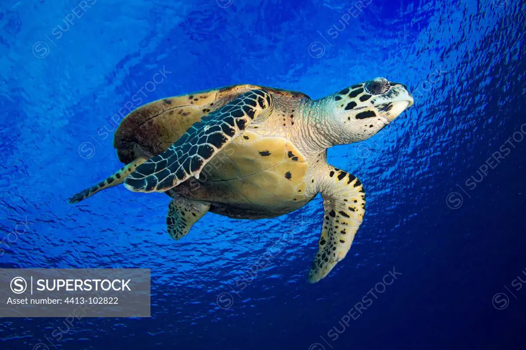 Hawksbill turtle swimming in the blue Tuamotu Polynesia