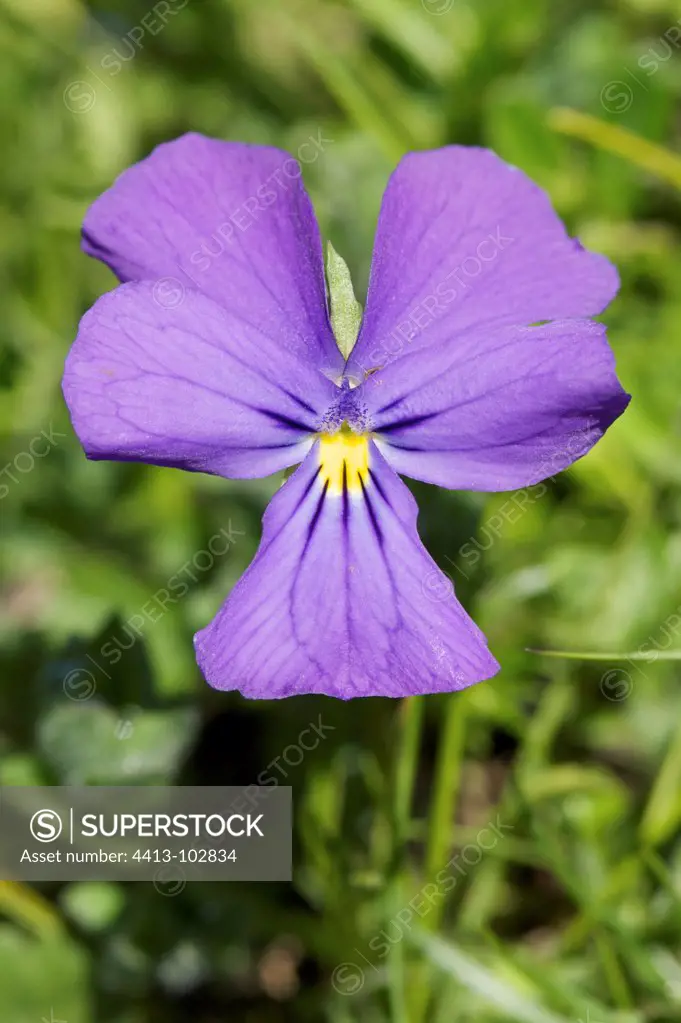Long-spurred Pansy in bloom