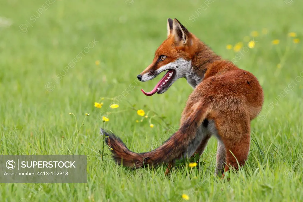 Red fox standing in a meadow Great Britain