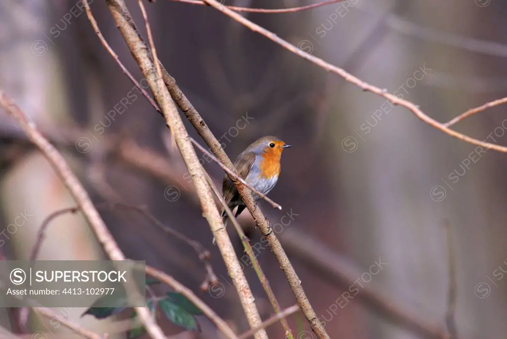 European Robin in the forest of Meudon at winter France