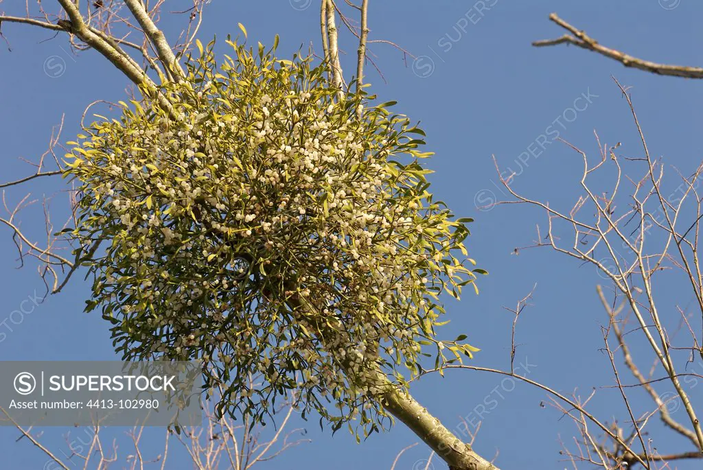 Mistletoe fruit in winter Ile-de-France